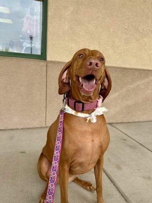 Groomingdale's Paw Spa