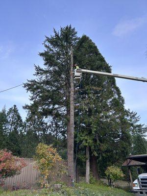 T&W Tree Service