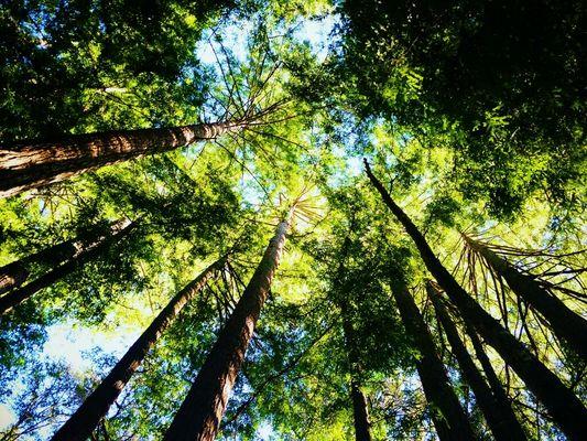 Santa Cruz Nature Yoga