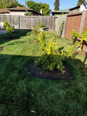 Speedy Varron Landscaping