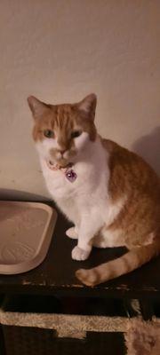 Loving Hands Pet Care