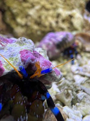 The Little Reef Shop