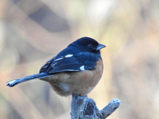 Eastern Towhee