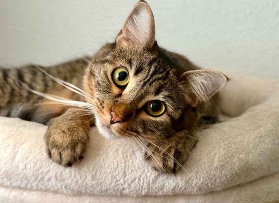 Home sweet home, thank you spcaLA South Bay Pet Adoption Center!