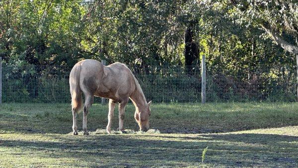 South West Florida Horse Rescue