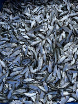 P & P Rigged Bait Wholesale Distributors