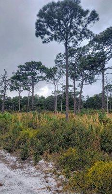 Seacrest Scrub Natural Area