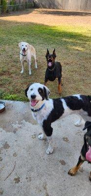 Dharma's Bed and Biscuit