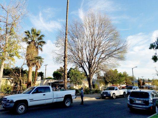 Godoy's Tree Trimming