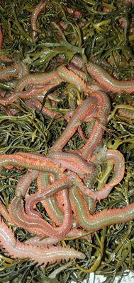 uP Front Bait and tacKle llc