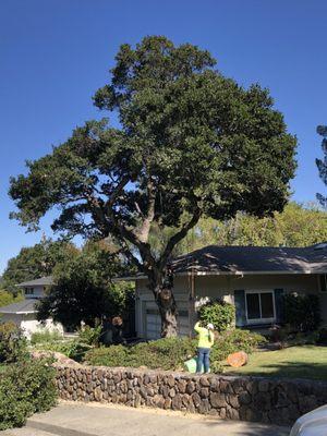 Jorge's Tree Service