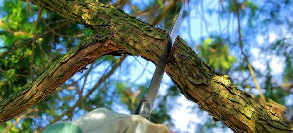 Top Tree Service Company