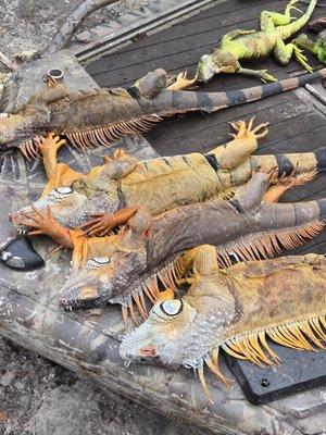 Iguanas