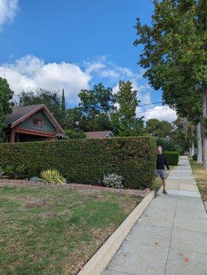 Halloween Hedge Scene