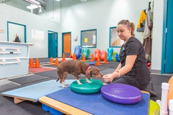 Canine Rehabilitation & Conditioning Group LLC