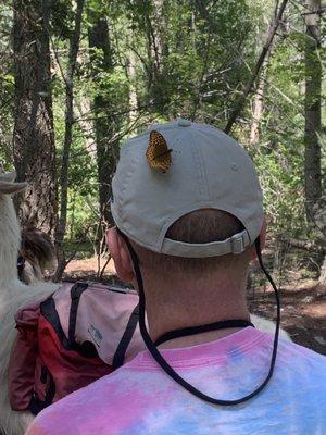 Wild Earth Llama Adventures