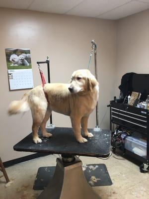 Sundance is a Golden Retriever. Her owner likes her hair trimmed short.