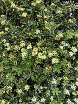 Paseo Del Mar Bluffs