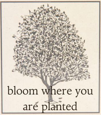 Angela Y Yoon LMHCA, MHP