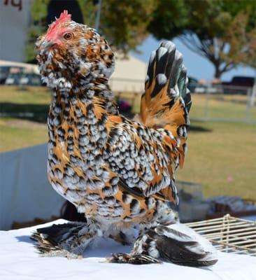 Luzonica, Birds of the World
