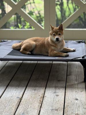 North Fork Animal Hospital