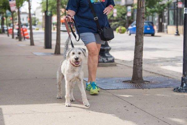 New Illinois divorce law would give pet custody to better owner https://goo.gl/qex85X