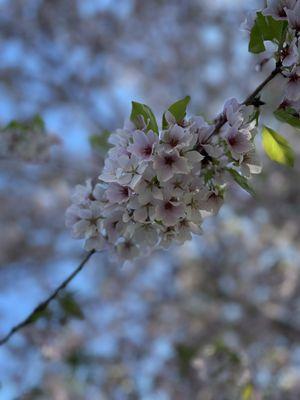 Mirabeau Meadows Park