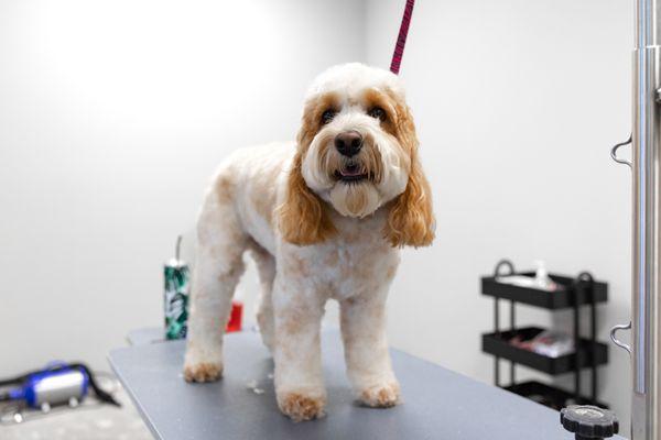 Woofie’s® of North Dallas