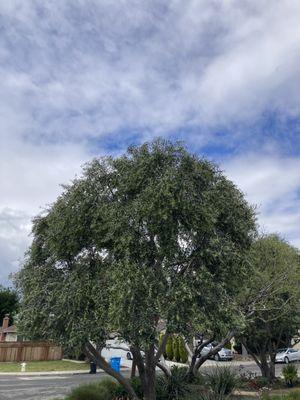 Saratoga Tree Service