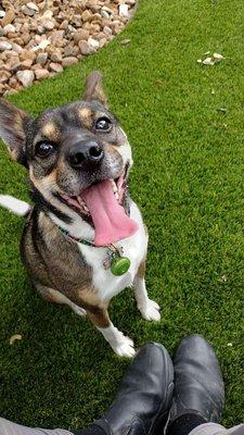 Just Fur A While Pet Services