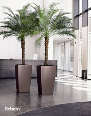 Adopt-A-Plant Leasing