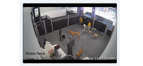 Molly's Dog Care Walter Reed