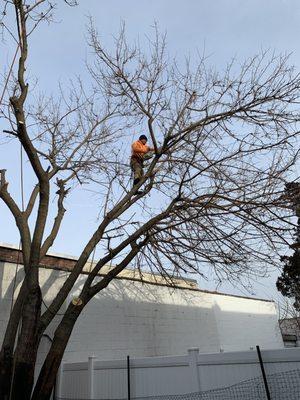 Jc Tree Care