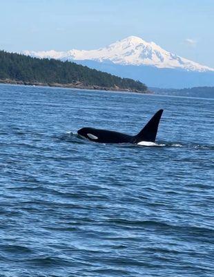 Orca whale Mt Baker in the background