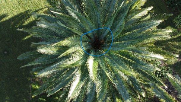 Ridgewood Tree and Shrub Care