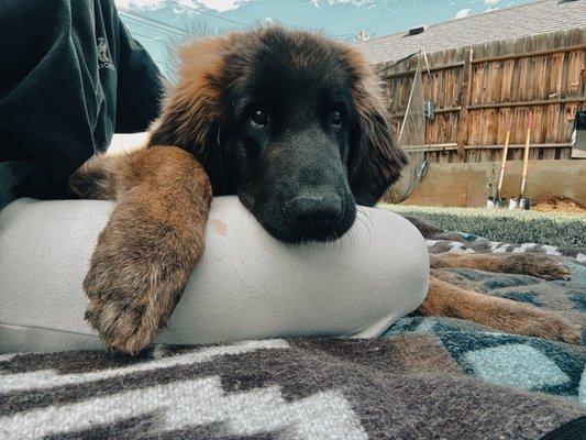 Mountain West Animal Hospital