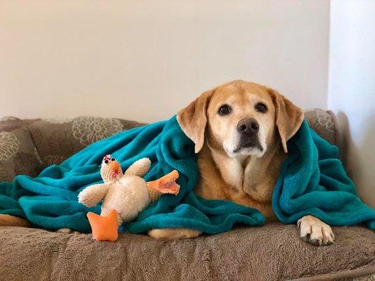 Martas Vineyard Canine Resort