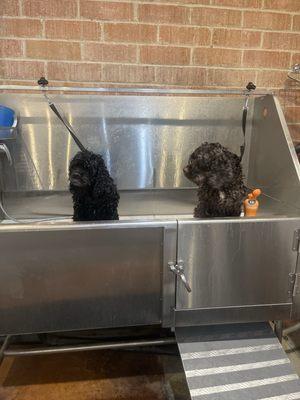 Scrub a dub dub dub- two dogs in the tub