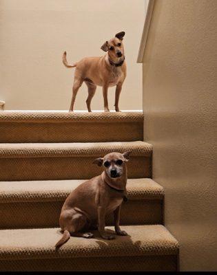 Mercy Crusade Spay Neuter & Wellness Clinic