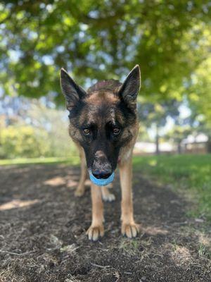 The Canine Companion