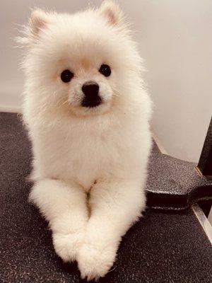 Wet Paws Mobile Grooming