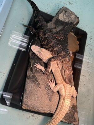 Have you ever wondered if Alligators can love? It appears so especially with Ernie & Journey!