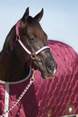 Estrella Horse Blankets