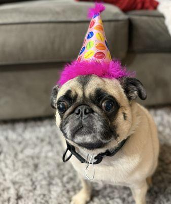 Life Companions Veterinary Hospital