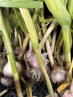 Big Stone Hutterite Colony