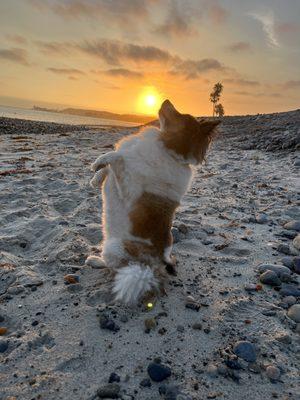 Salt & Sea Veterinary Hospital