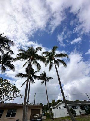 Tree Service Of South Florida