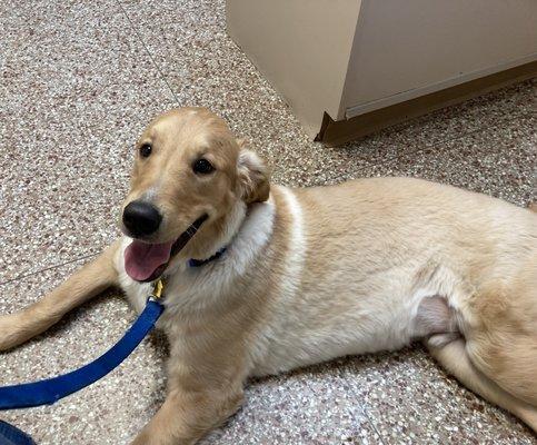 Concord Animal Hospital