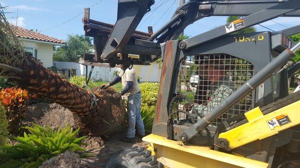 Sunrise Tree & Landscaping