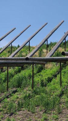 "Shadow Array" by Patrick Marold 07-07-2023